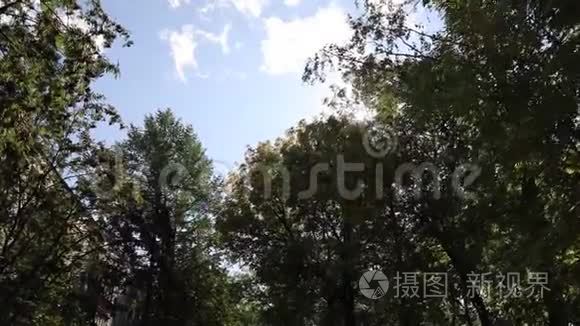 一棵绿树的树枝在风中摇曳。 树枝。 夏天的一棵树。