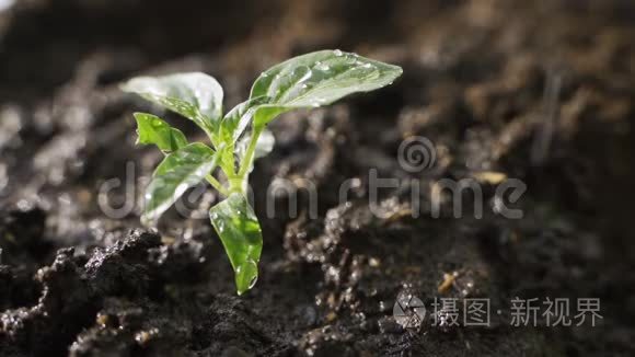 种子农业和新的生活理念，小植物在阳光和雨水的滋润下生长在土壤后面