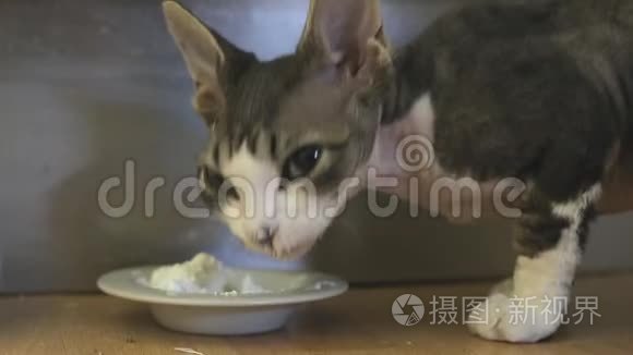 猫德文雷克斯吃白色食物视频