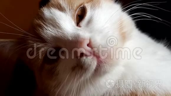 可爱的姜白小猫，特写猫脸肖像