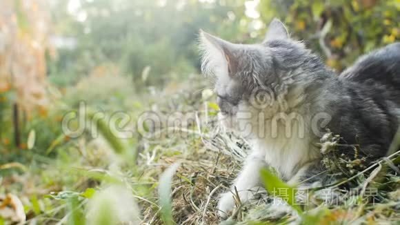 可爱的白灰色小猫在大自然中咀嚼一片草叶，猫在户外散步，有趣的动物