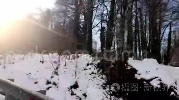 阳光透过树木照耀冬天的雪林视频