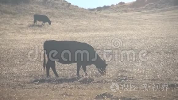 奶牛在田里吃草视频