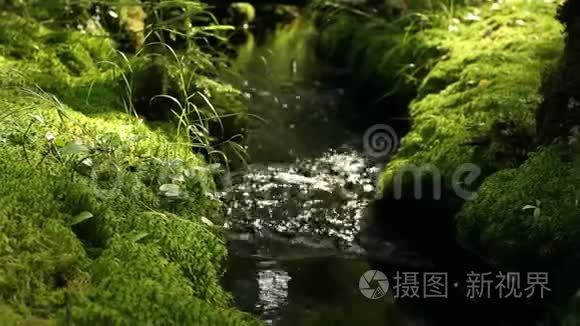 在阴暗的多雨林中流淌视频