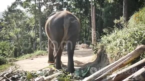 大象在野外沿着马路散步视频
