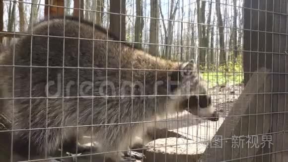 一只浣熊走进动物园的笼子视频