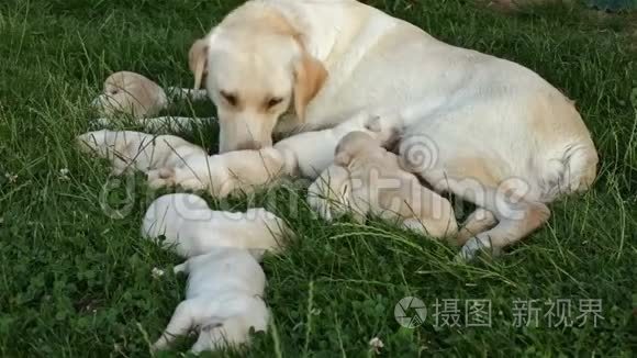 拉布拉多猎犬照顾新生幼犬视频