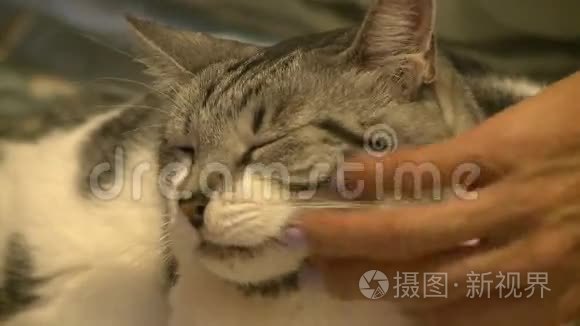 猫被抓了视频