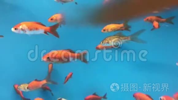 金鱼在水族馆游泳