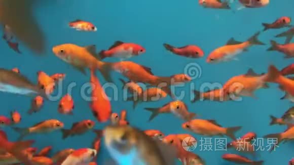 金鱼在水族馆游泳