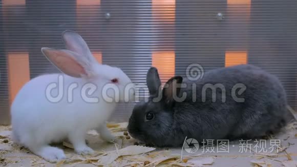 可爱的黑白兔子