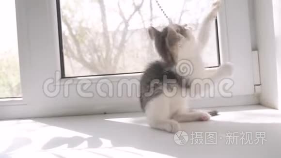 小猫在窗户的窗台上玩耍。 宠物护理生活方式猫的概念