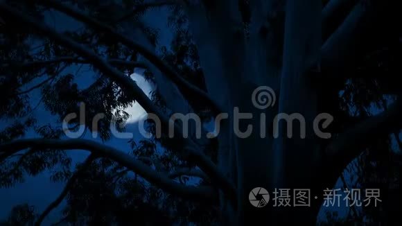 微风中大树后面的月亮视频