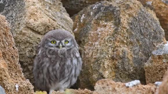 小猫头鹰雅典娜·诺图阿滑稽地摇摇头看着镜头短视频