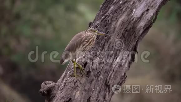 坐在树上的爪哇池塘鹭鸟视频