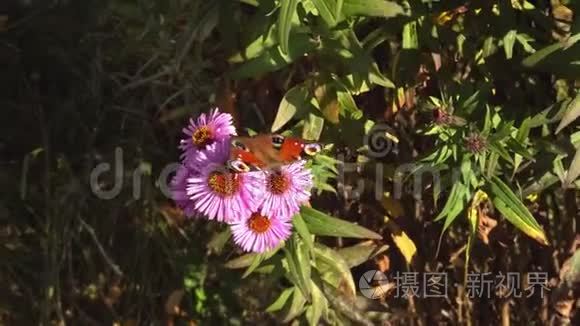 蝴蝶在花上。 以花粉为食的有翅昆虫