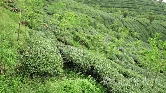 台湾茶园全景. 阿里山石竹山山坡茶园