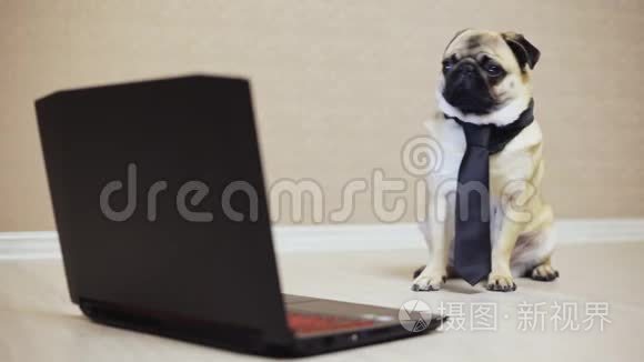 优雅的小狗在笔记本电脑上工作，穿着领带，看电影，侧视