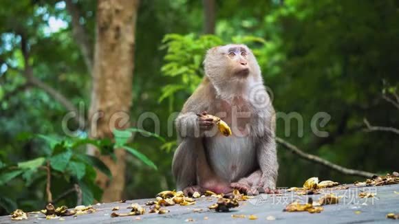 猴子吃香蕉，惊讶地环顾四周。 野生自然，猴子的自然栖息地