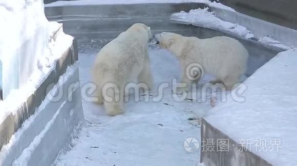 北极熊在动物园里玩耍视频