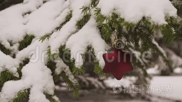 圣诞星形装饰挂在雪杉树上视频