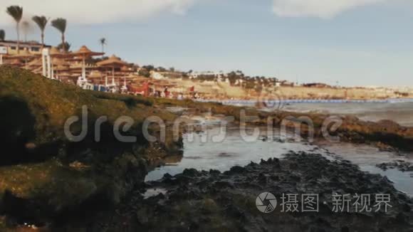 海草中的海岸。 背景中的山和棕榈树