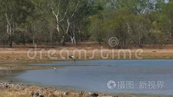 玛丽河国家公园的鸟生活视频