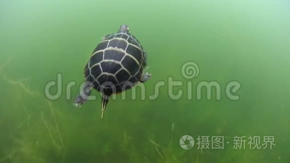 新英格兰湖水下彩绘海龟视频