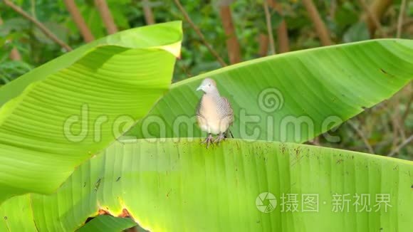 斑马鸽栖息在香蕉树上视频