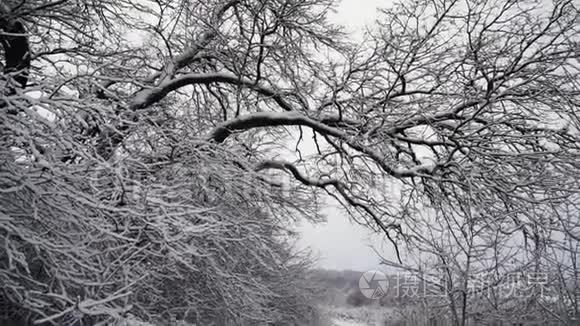 美丽的暴雪圣诞自然视频