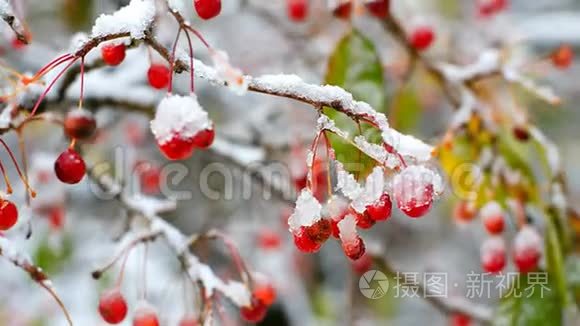 神奇的罗旺树浆果覆盖着冰雪