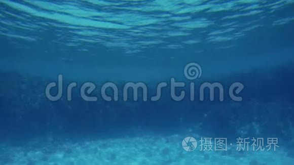 海底4k片海底，珊瑚生长在沙滩上