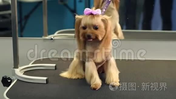 一只约克郡小猎犬站在兽医诊所的桌子上。