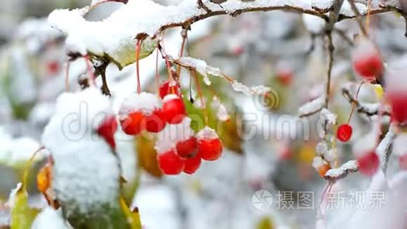 冬天，风摇滚，树莓覆盖着雪