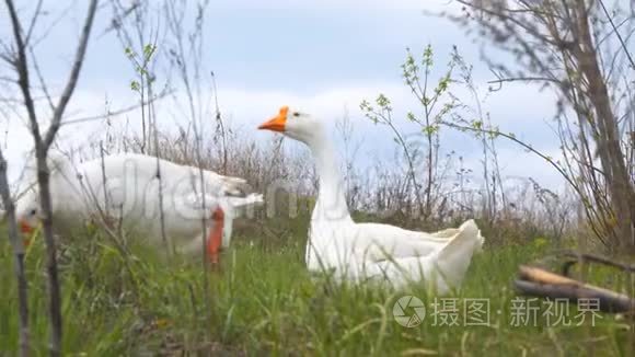 鹅在草地上吃草