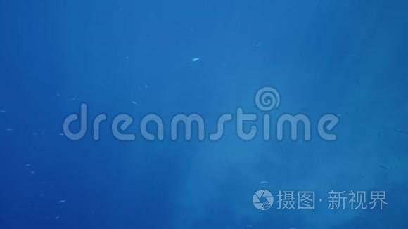 美丽的4k镜头热带鱼浅滩在海水中游泳，阳光照射