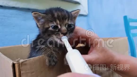 年轻女子用一种特殊的注射器工具喂一只无家可归的小猫。 帮小饿猫吃