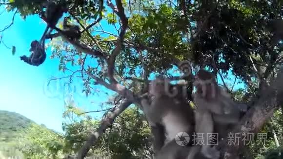 许多猴子坐在树上