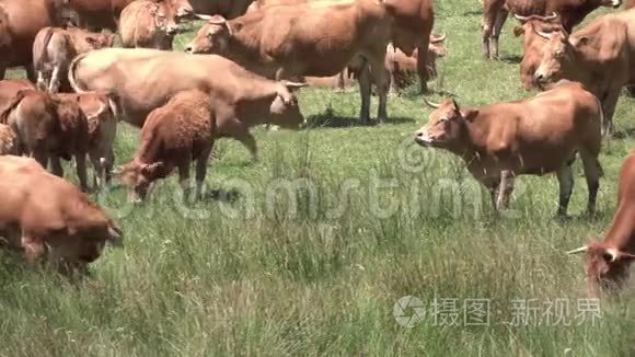 红牛在郁郁葱葱的草地上觅食视频