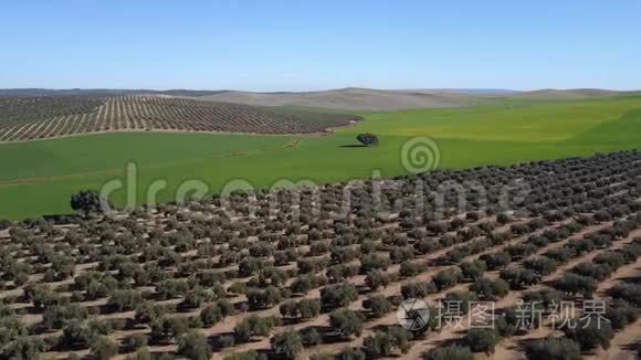 在西班牙橄榄林附近播种大麦视频
