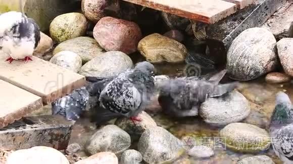 鸽子沐浴在源头视频