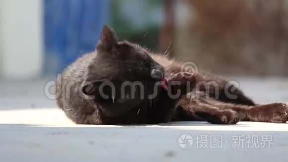 可爱的黑猫躺下来舔爪子，并在外面梳洗在光明的一天。