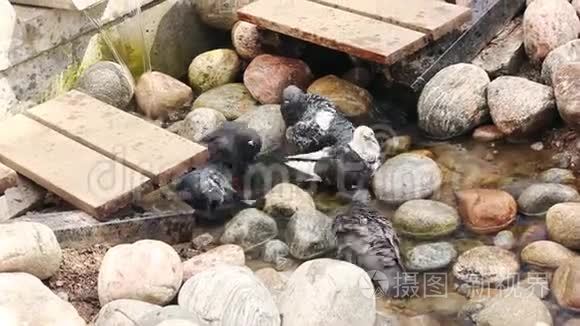 鸽子沐浴在源头视频