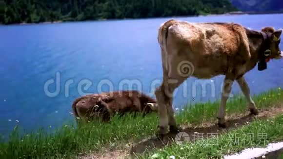 奶牛在高山草地上放牧视频