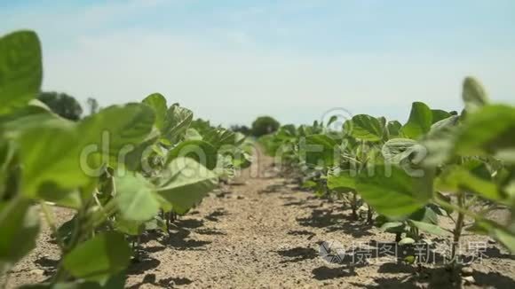 缓慢运动的风通过年轻的大豆植物。 摄像机沿着这条线前进。