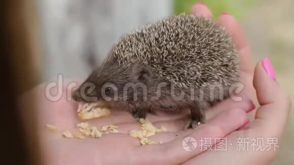 小刺猬`女人的手掌上吃肉短视频