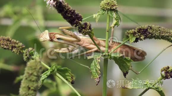 螳螂在植物上视频