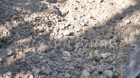 农夫在花园或田里用铲子挖春土