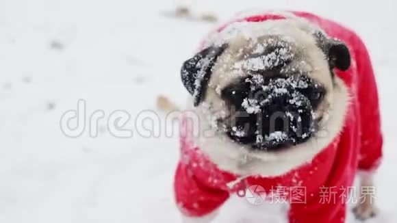 滑稽的狗嘴上有雪在镜头里看。 穿着圣诞老人套装的小狗的特写肖像。 圣诞节或
