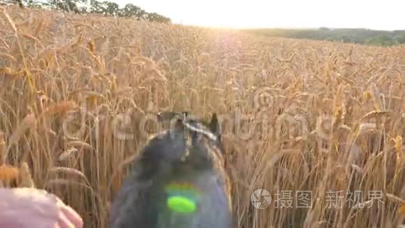 跟着西伯利亚哈士奇狗飞快地穿过草地上的金色小穗，在日落时分来到她的主人身边。 年轻家庭